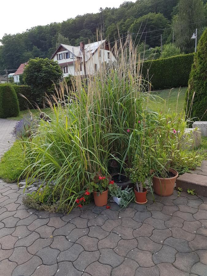 Ferienwohnung Am Rennsteig Bei Eisenach - Ilona Schmidt Wolfsburg-Unkeroda Екстер'єр фото